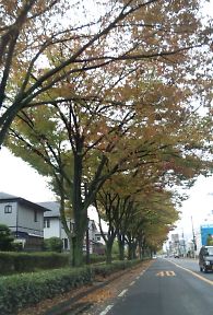 街路樹の紅葉