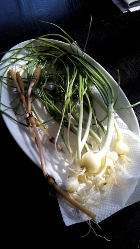 野草=のびる 野草=のびる