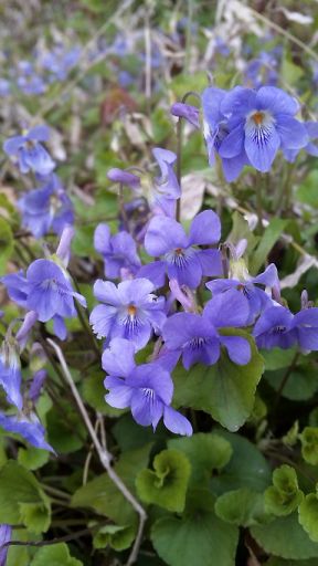 タチツボ菫 タチツボ菫