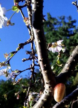 桜みたいな花とかたつむり 桜みたいな花とかたつむり