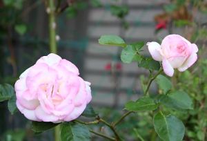 薔薇 薔薇