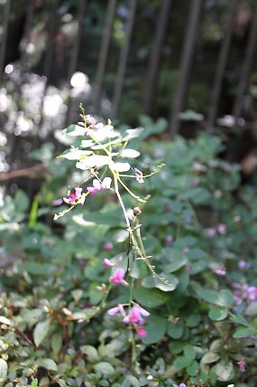 萩の花