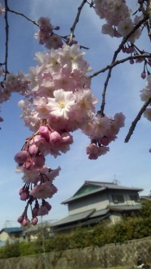 二日前の公園の桜