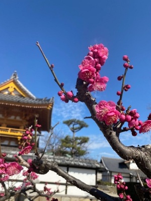 正法寺さんの梅の花