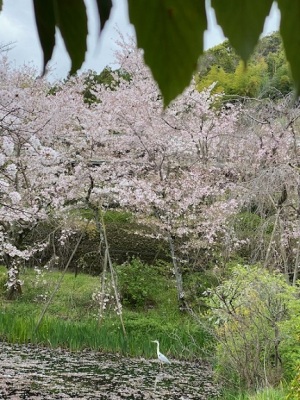 池のサギと桜